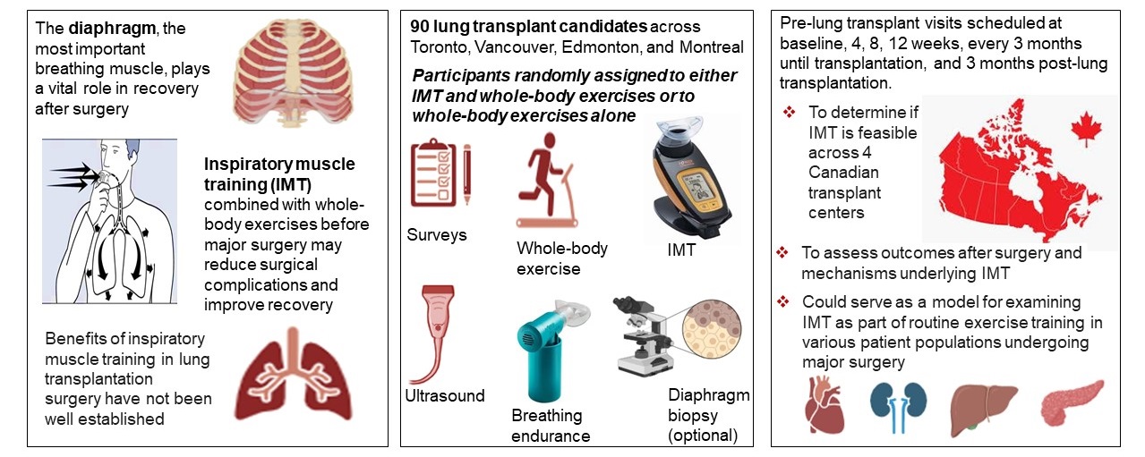 Infographic summary describing how inspiratory muscle training could lessen surgical complications and improve recovery in lung transplant patients.